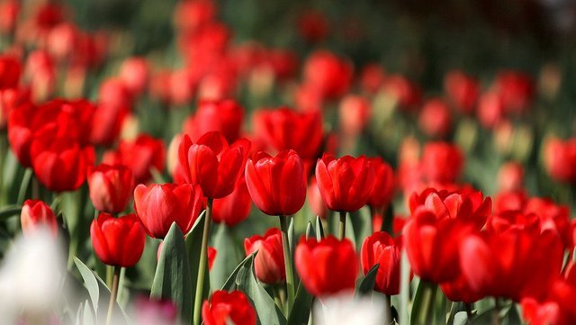 Des tulipes rouges. l Source : Flickr
