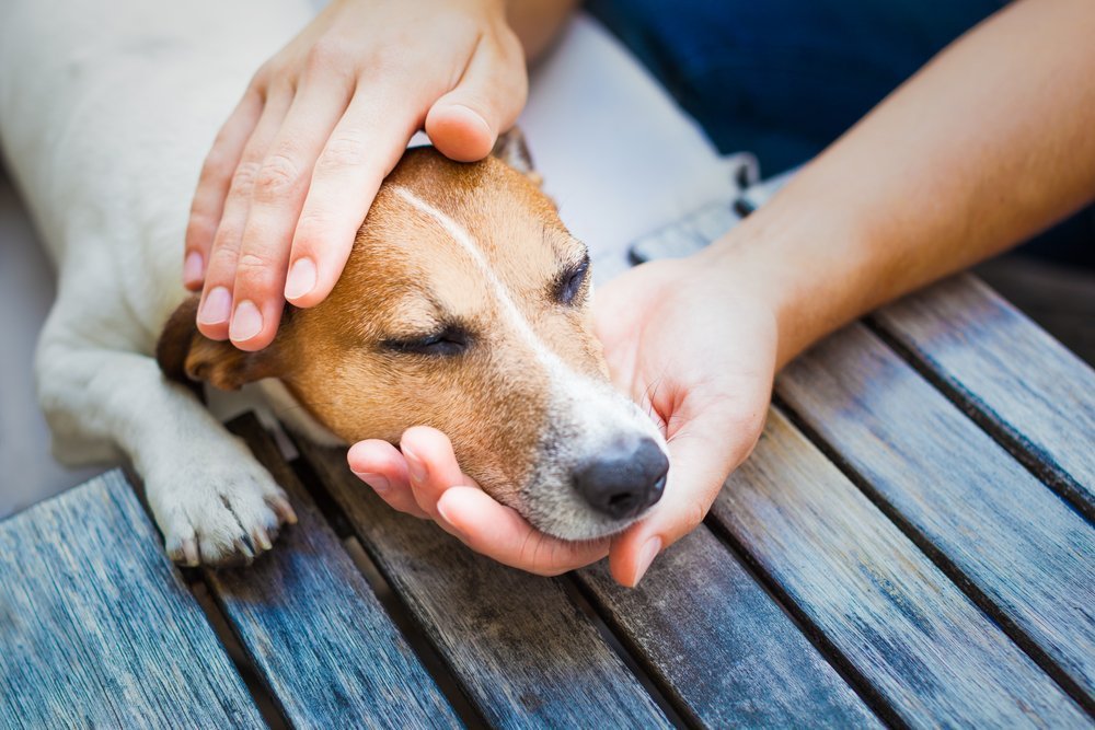 An owner petting his sick dog while he is resting. | Photo: Shutterstock