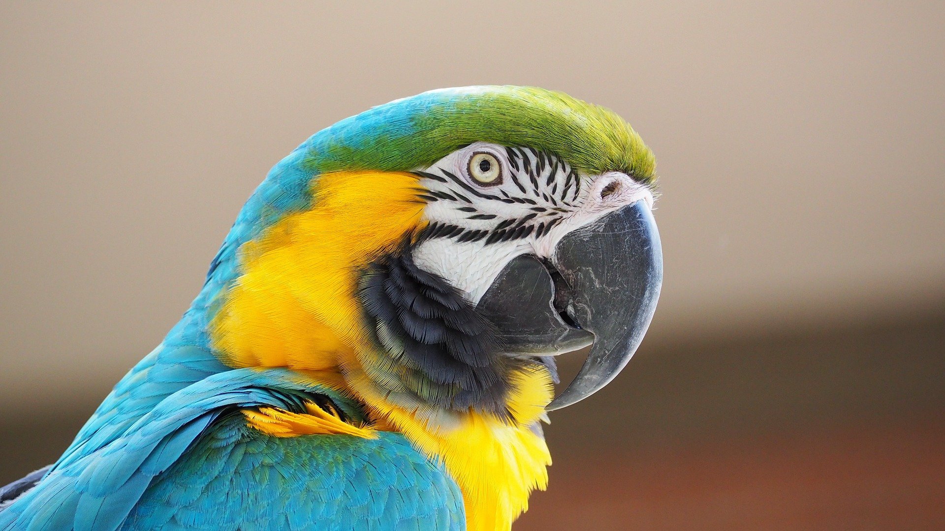 Stunning South American Macaw. | Source: Jake Heckey/Pixabay 