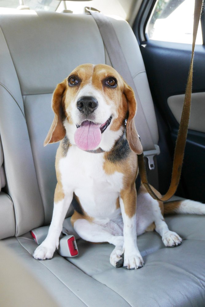 Exemplarisches Bild eines Hundes im Auto | Quelle: Shutterstock