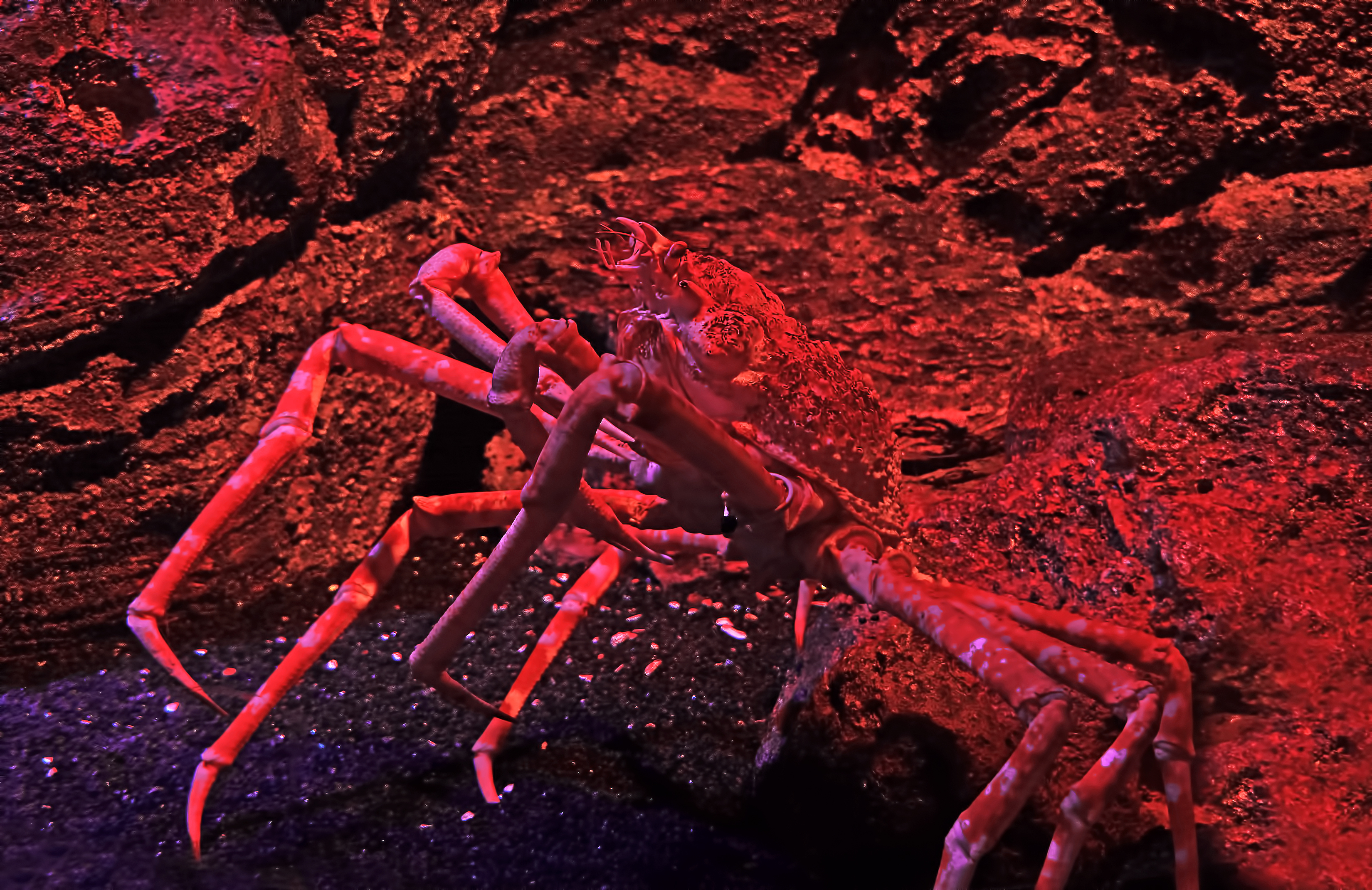 Photo of Japanese spider crab. | Source: Shutterstock