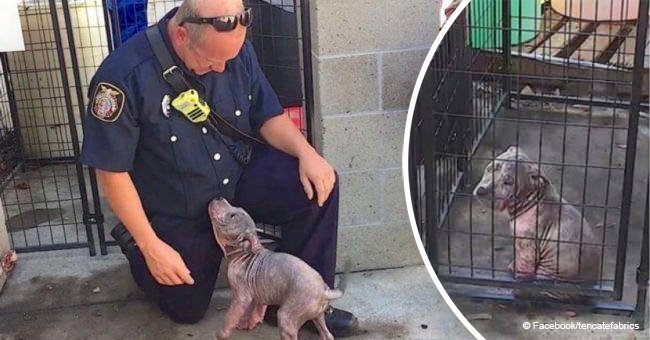 Sad dog cried inconsolably in a shelter until firefighter who rescued her came by to pick her up