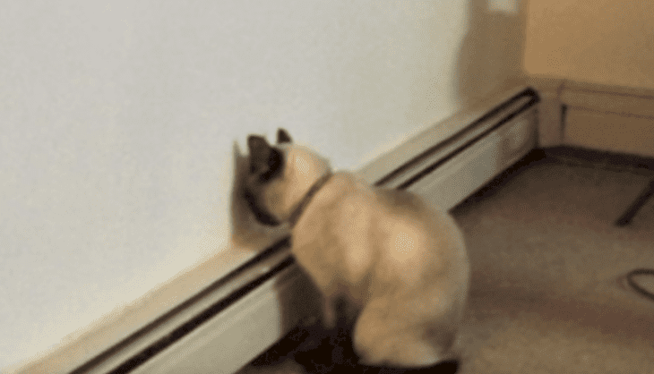 Source: YouTube/Unexplained Mysteries Source: YouTube/Unexplained Mysteries