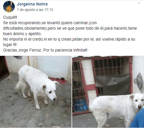 Publicación de Jorgelina Nohra. |Imagen: Facebook/ Grupo MASCOTAS PERDIDAS!! CR (chubut)