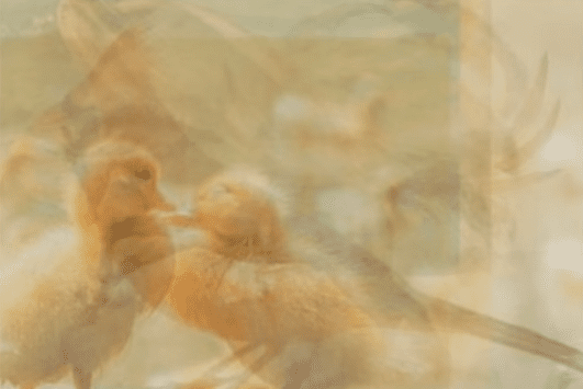 Los patos entre los animales. | Imagen: YouTube / Lo Mas Trending