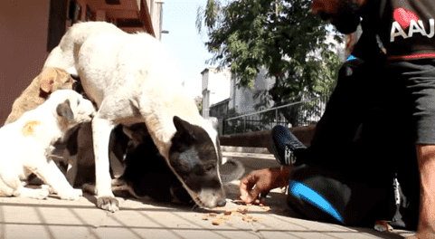 Familie des Welpen | Quelle: YouTube / Animal Aid Unlimited, India