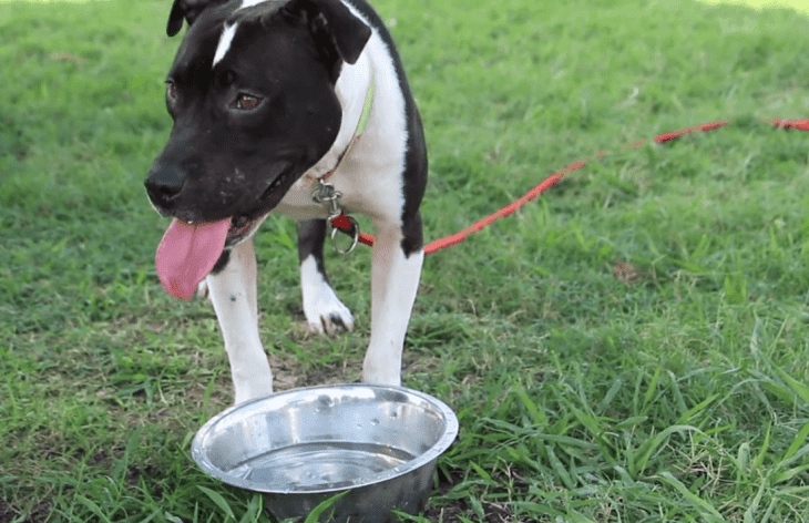 Source: Facebook/SPCA of Texas Source: Facebook/SPCA of Texas