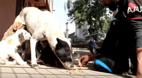 Chiot de sauvetage | Photo: YouTube / Animal Aid Unlimited, Inde Chiot de sauvetage | Photo: YouTube / Animal Aid Unlimited, Inde