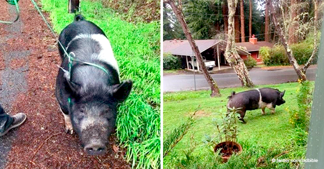 Family Devastated as Beloved Pet Pig Named Princess Killed by a Neighbor Who Agreed to Watch Her