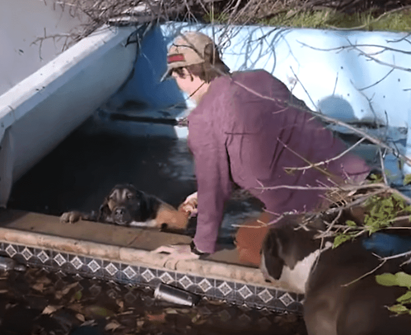Trevor intentando sacar al peludo de la piscina.| Imagen: YouTube /Trevor Costelloe Trevor intentando sacar al peludo de la piscina.| Imagen: YouTube /Trevor Costelloe