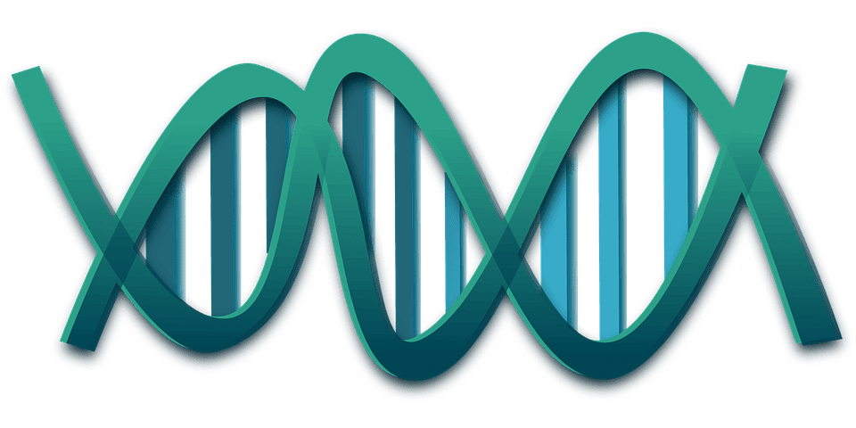 Hélice del ADN. | Imagen: Pixabay Hélice del ADN. | Imagen: Pixabay
