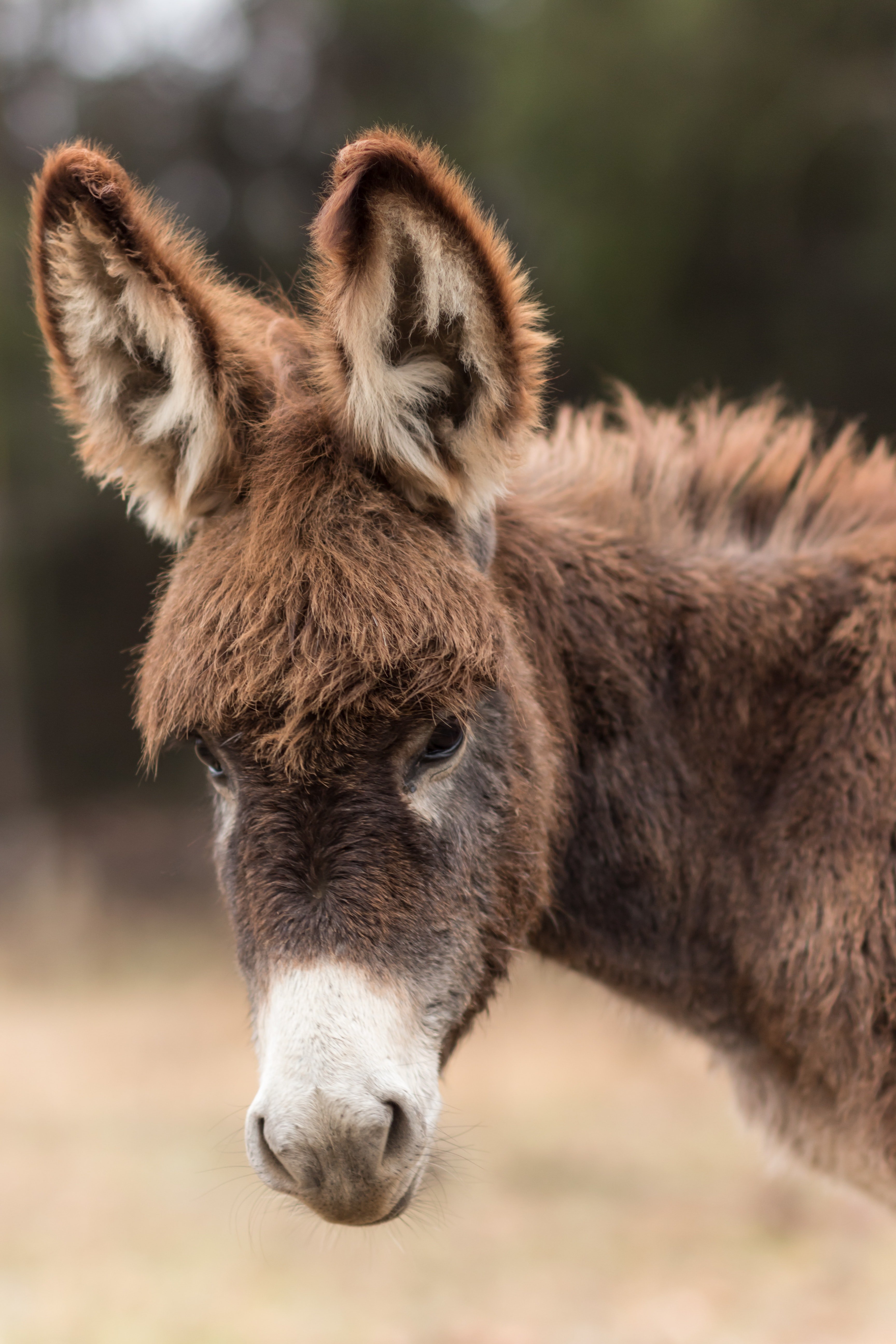 A donkey with  fluffy fringe. | Pexels/ Rodrigo DelPer 