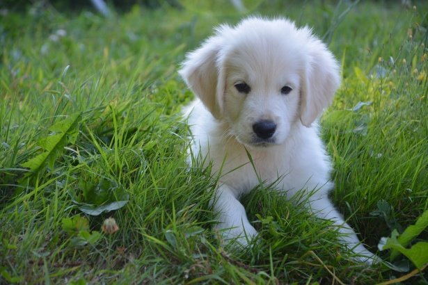 Perro labrador blanco en el cesped. | Foto: Public Domain Pictures Perro labrador blanco en el cesped. | Foto: Public Domain Pictures