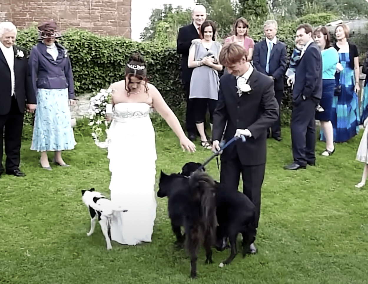 Dogs marks his territory on the bride's dress during their wedding ceremony. | Source: youtube.com/failarmy