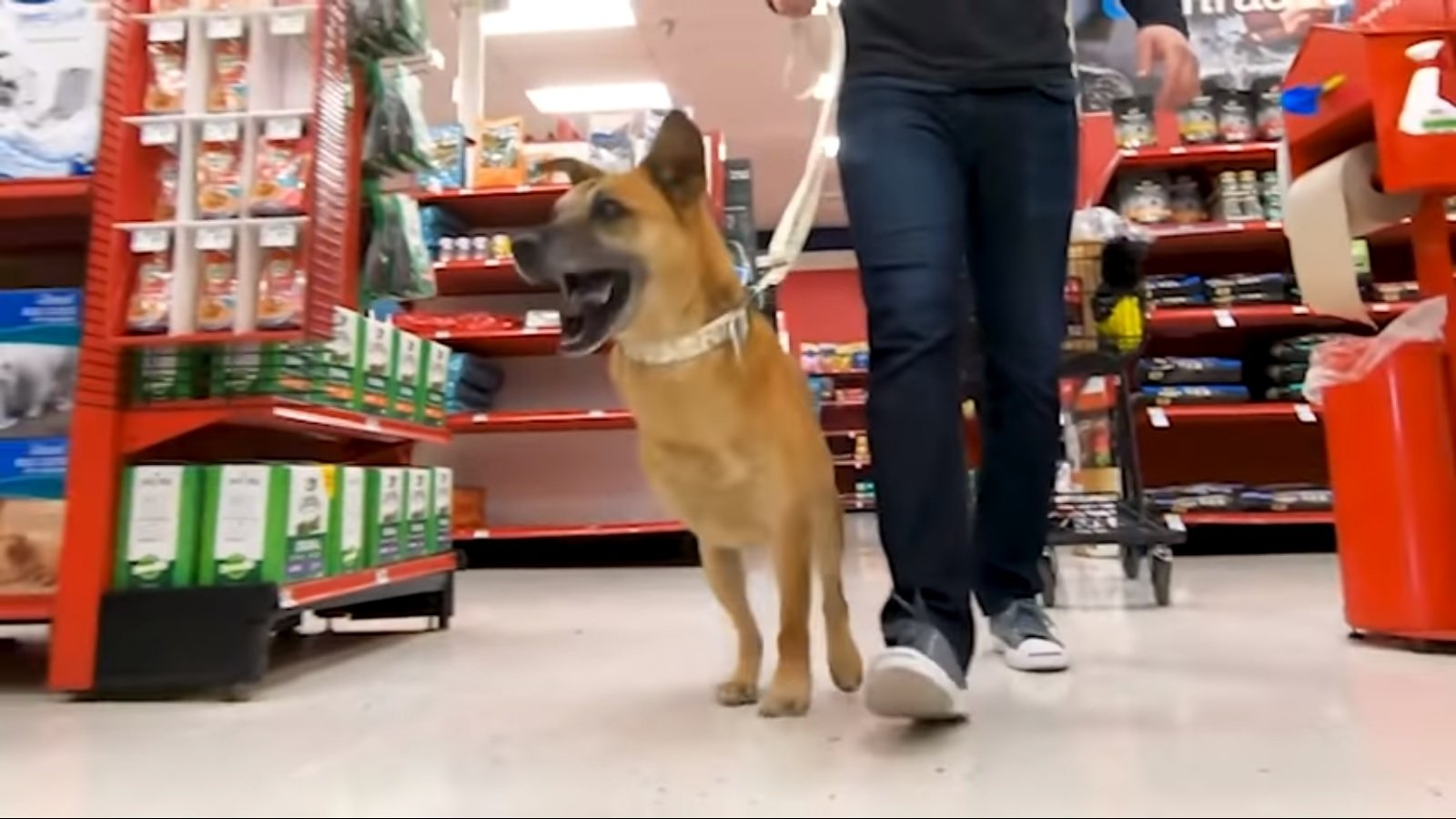 King camina emocionado con sus tres patas por la tienda de mascotas. Fuente: YouTube / Bam Bi King camina emocionado con sus tres patas por la tienda de mascotas. Fuente: YouTube / Bam Bi
