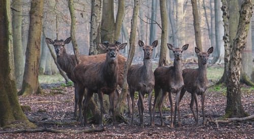 Faons en pleine nature | Source : Getty Images
