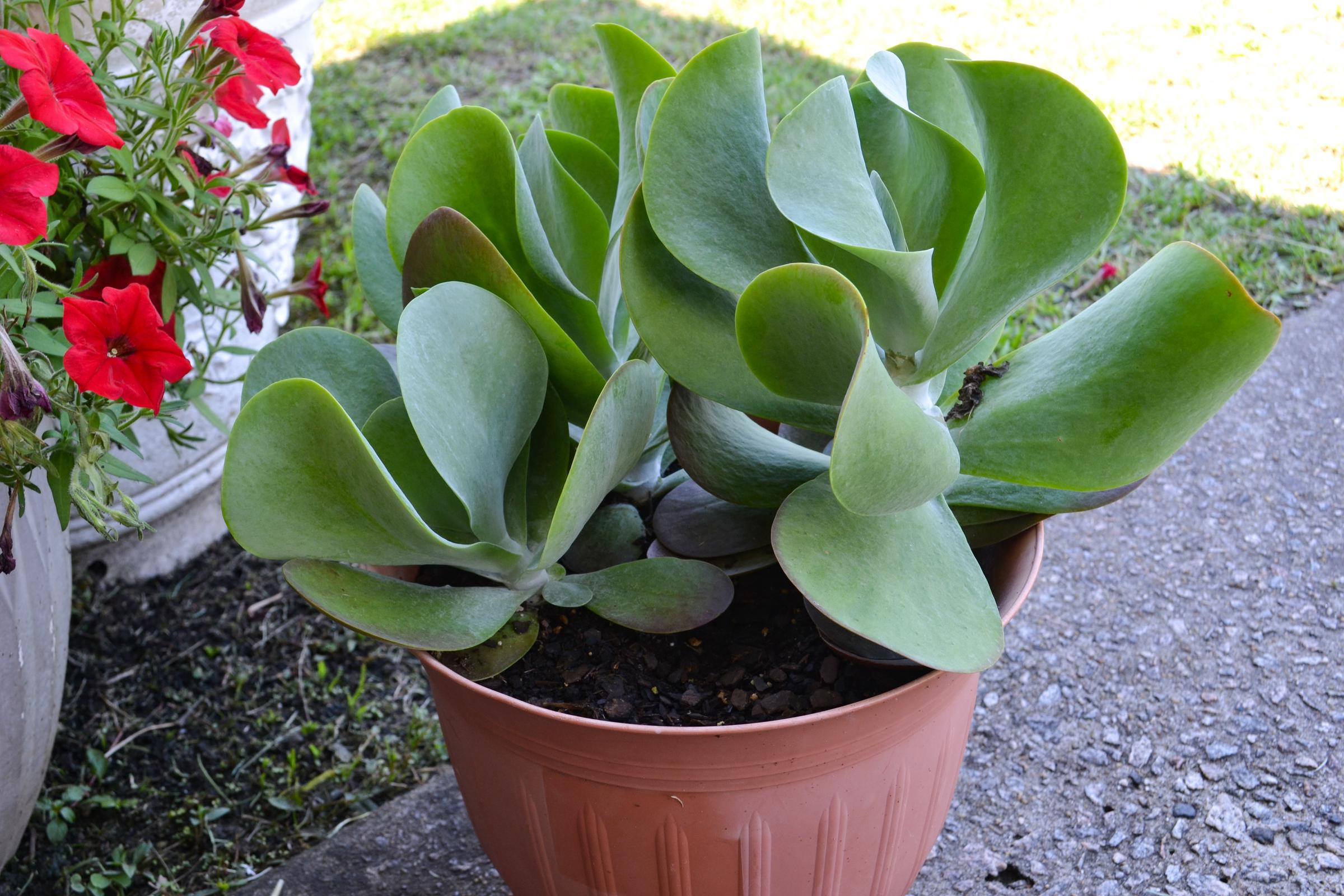 Kalanchoe Flapjack (Kalanchoe thyrsiflora) | Source: Shutterstock