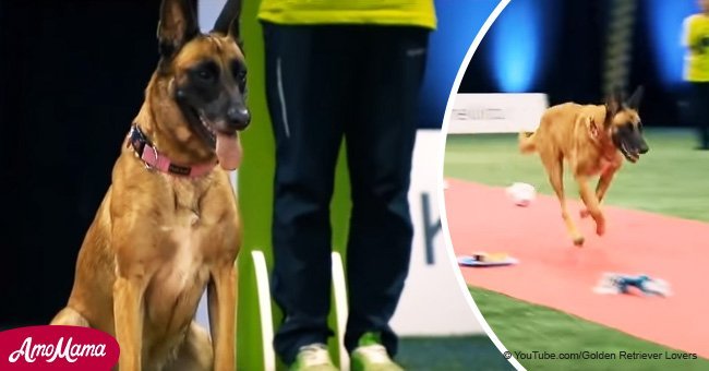 Golden Retriever hilariously misses the point of obedience test