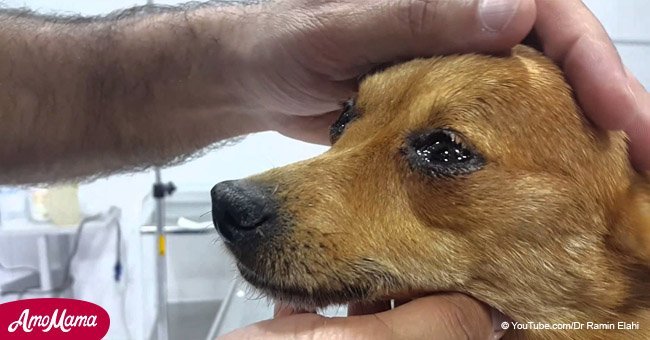 Teary-eyed dog looks incredibly emotional after almost dying