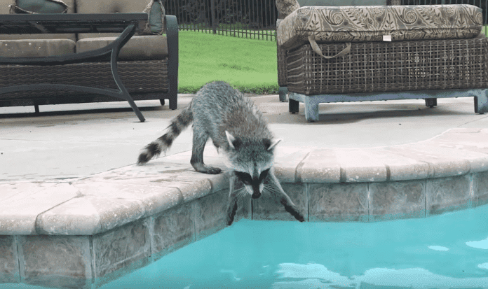 Source: YouTube/Tito the Raccoon