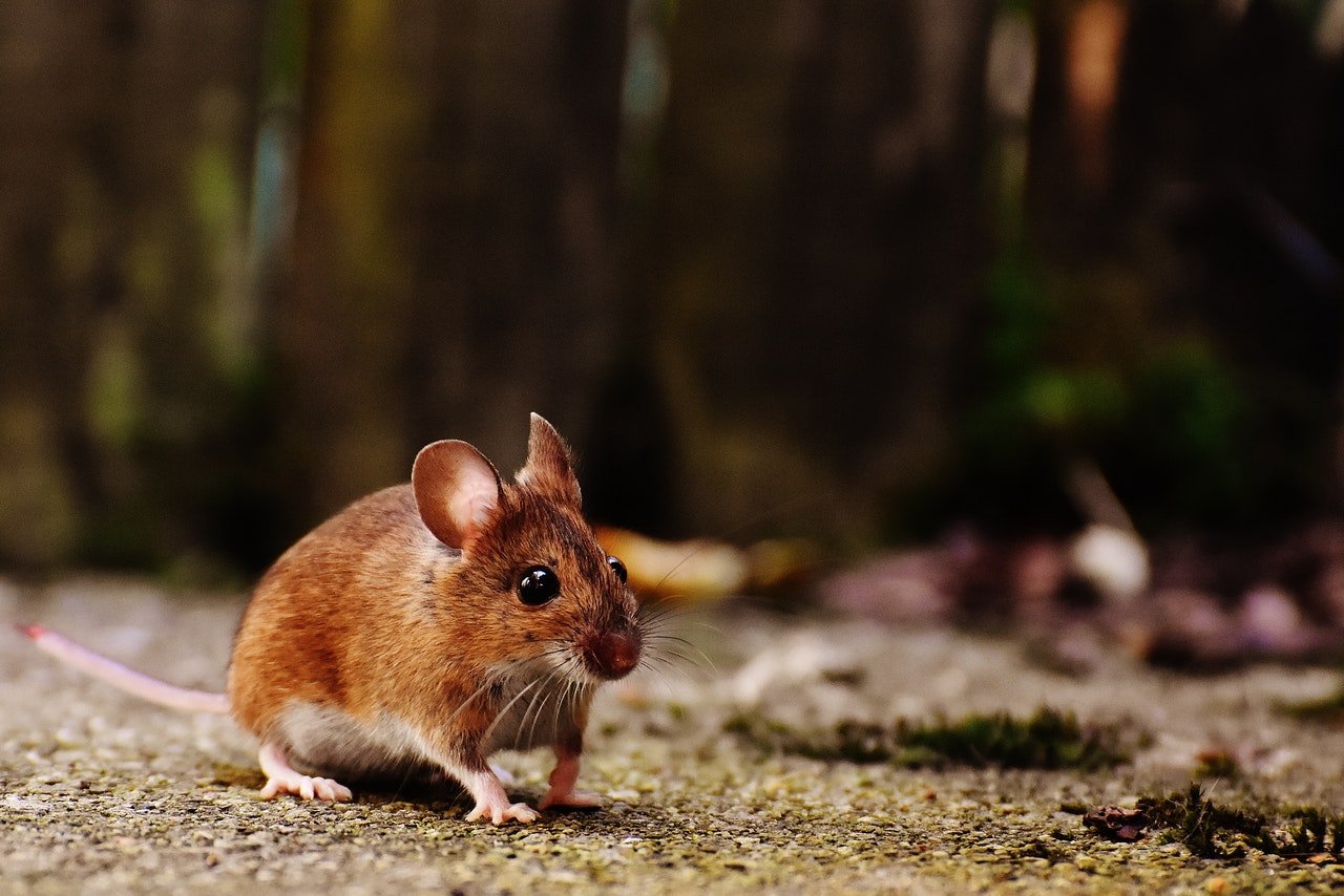 Photo of a brown mice | Photo: Pexels