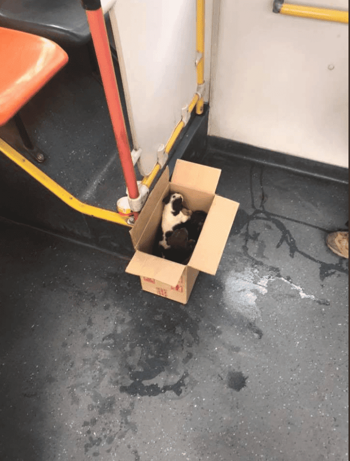 La caja de cachorritos. Fuente: Facebook/ksadjkashfasd