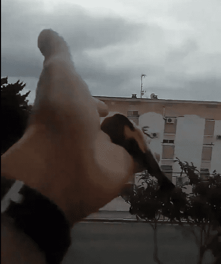 Uno de los pájaros en la mano del hombre, justo antes de echar a volar. | Foto: Twitter/ ibonpereztv
