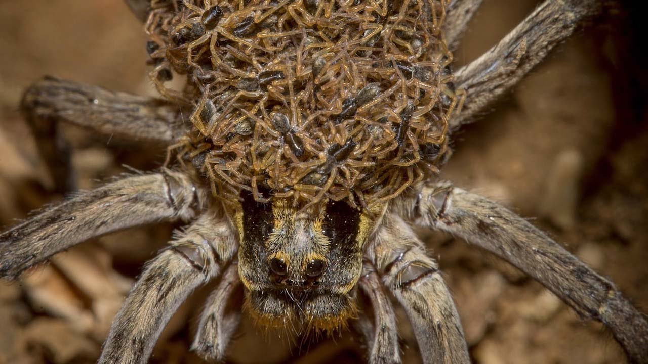 wolf spider with babies. Image Source: YouTube/Caters Clips