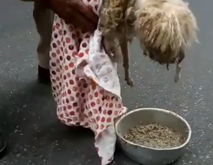 Straßenhund vor der Rettung auf der Straße | Quelle: Facebook/TheDodo