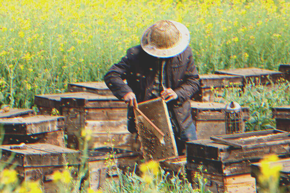 A man and an apiary | Source: Shutterstock