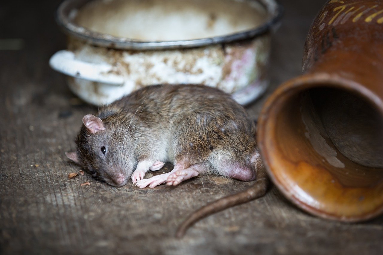 Un rat | Photo : Pixabay Un rat | Photo : Pixabay