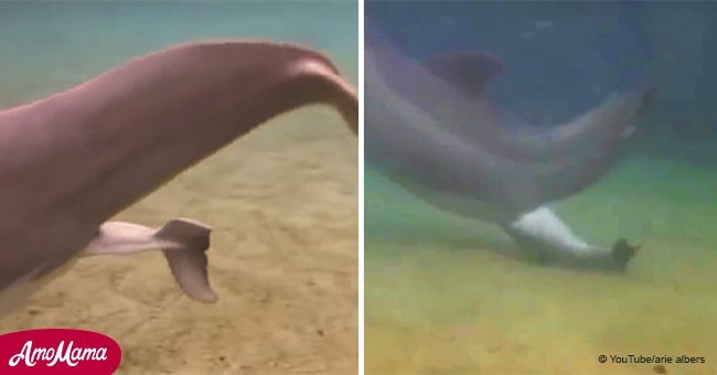 Instant magique où des plongeurs assistent à la naissance d'un mignon petit dauphin (vidéo)
