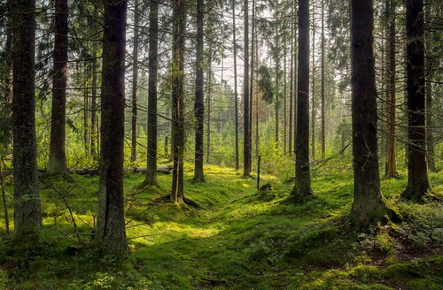 Photo of a densely wooded area. | Photo: Shutterstock
