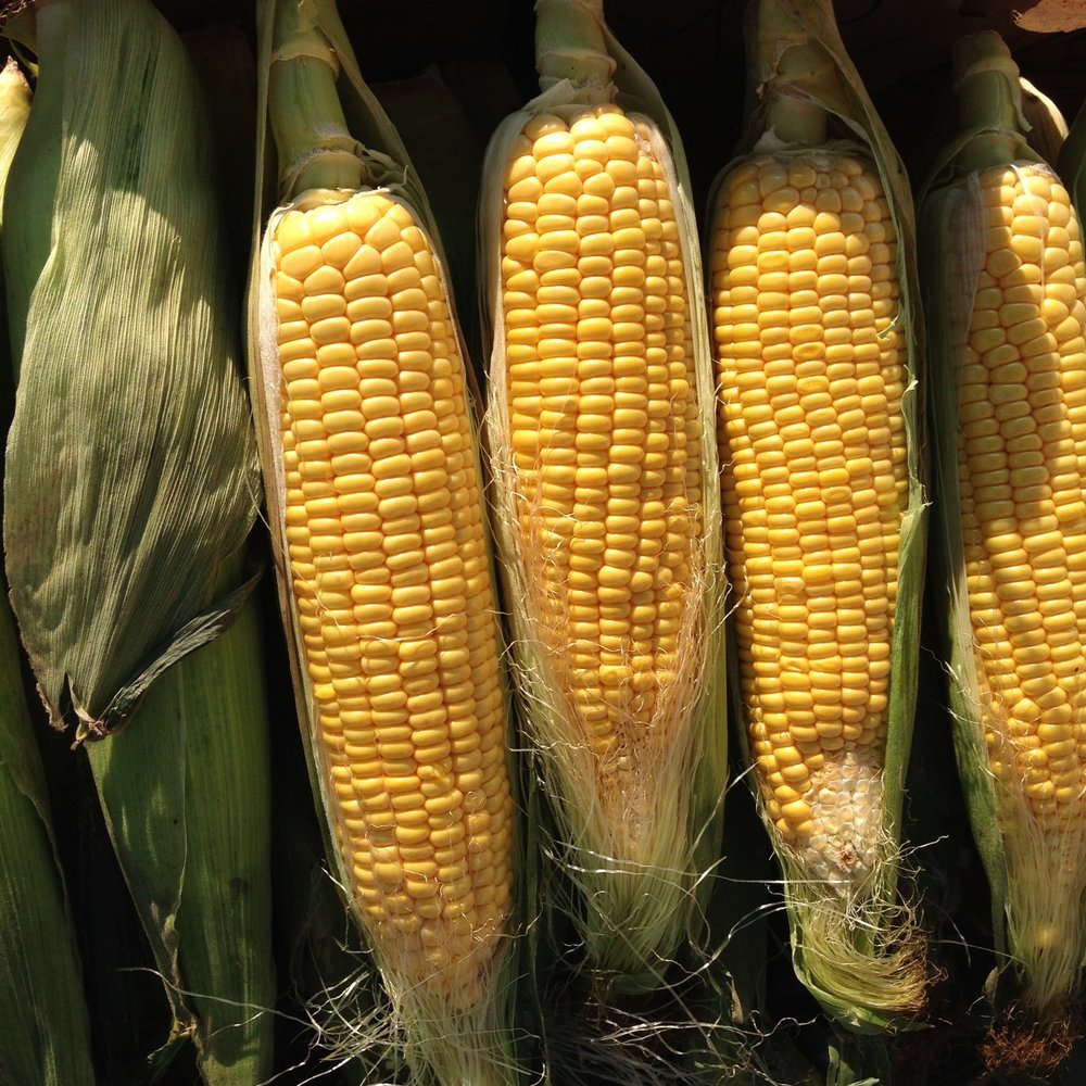 A picture of four ears of corn. | Photo: Shutterstock