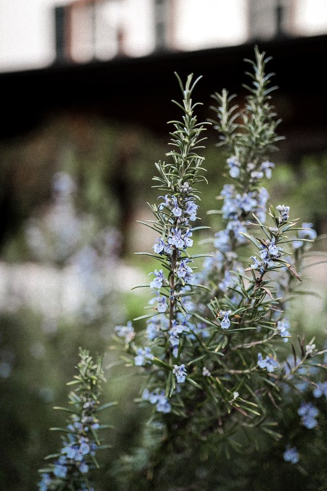 Un plant de romarin | Photo : Unsplash
