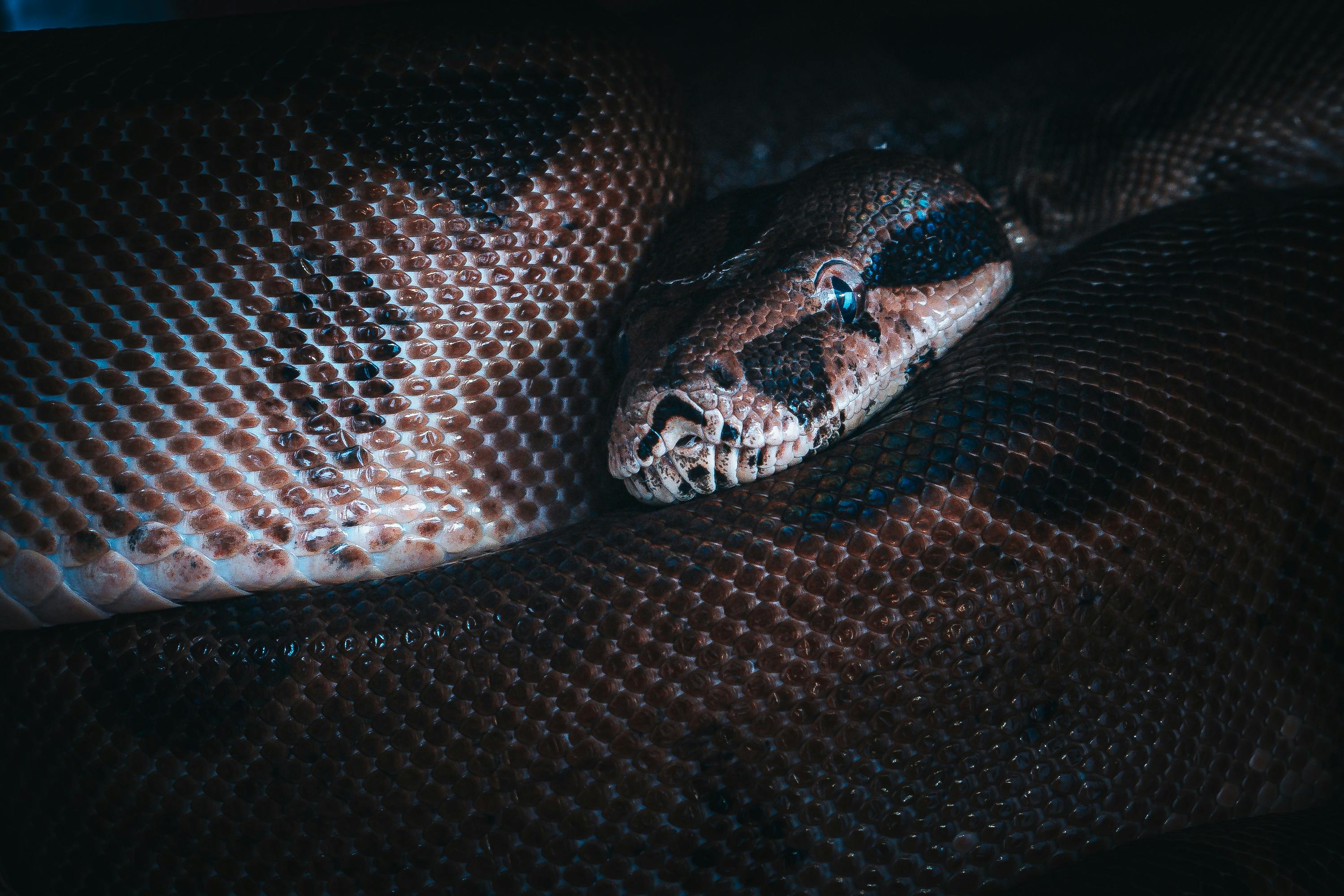 A snake coiled menacingly on the ground | Source: Pexels