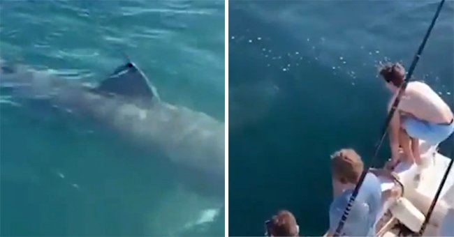 A group of men peer over the edge of their boat as they see a large shark lurking in the water moments before two of them jump on top of the creature | Photo: Twitter/barstoolsports