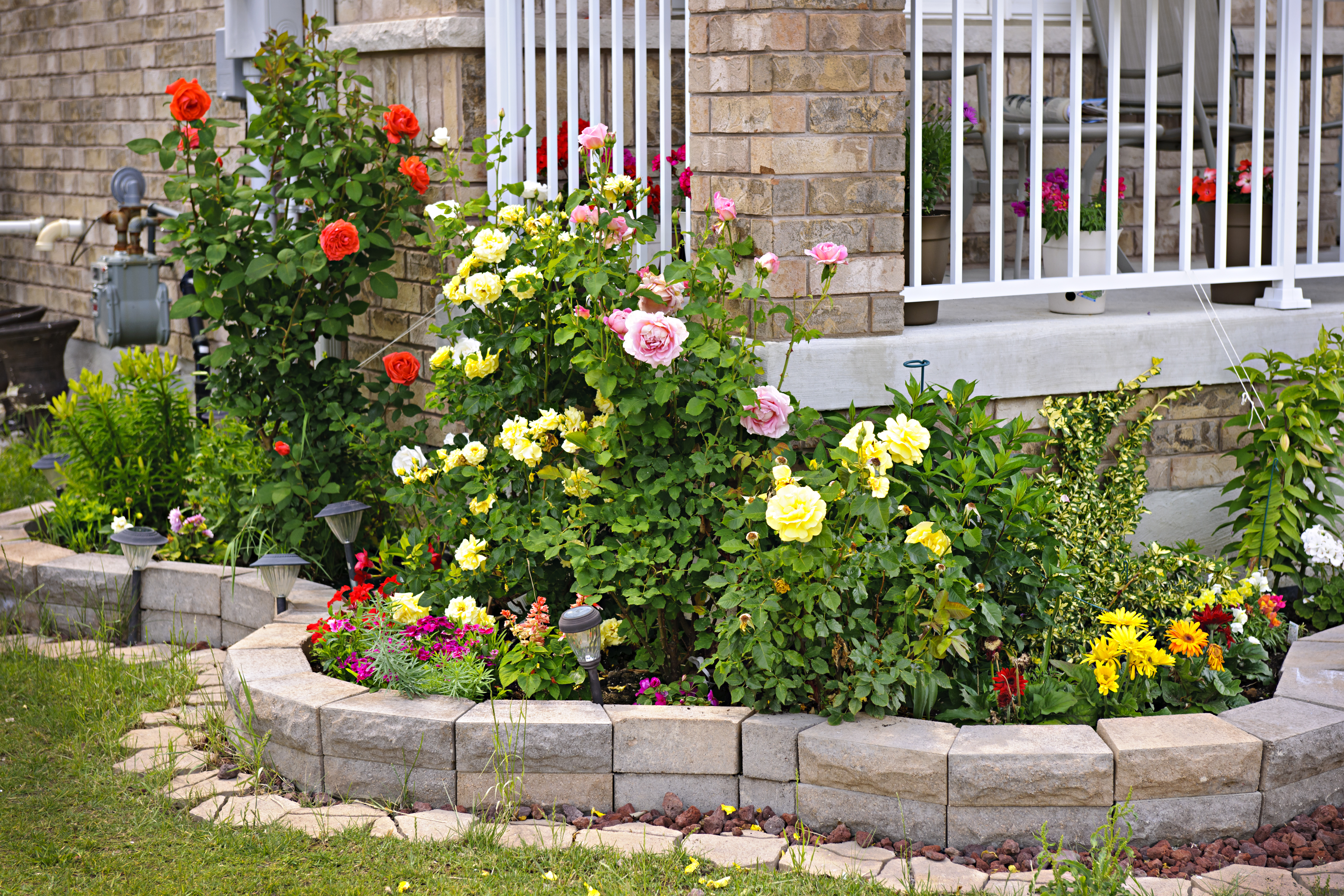 A rose garden | Source: Shutterstock