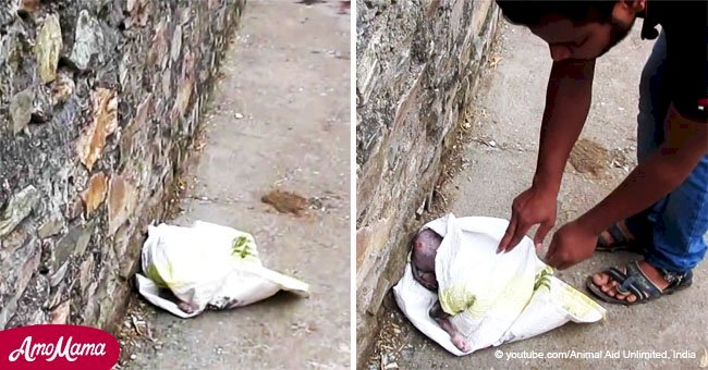 Terrified puppy found hiding in a plastic bag undergoes an amazing transformation