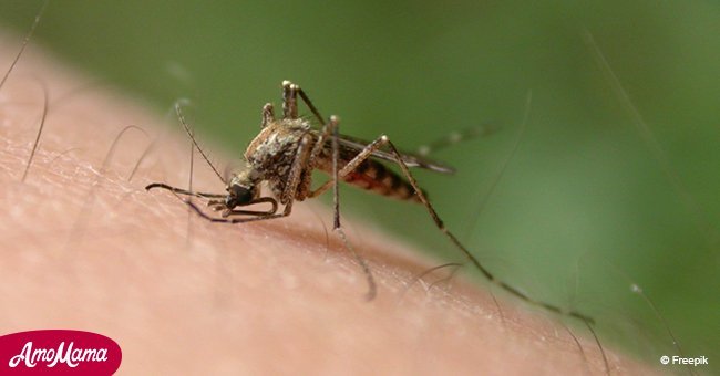 Here's why mosquitoes bite some people and don't touch others