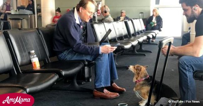 Rescued Corgi sees depressed man in airport and instantly realizes he needs comfort (photos)