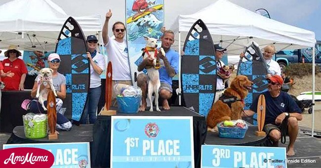 Californian dogs conquer the waves during annual competition