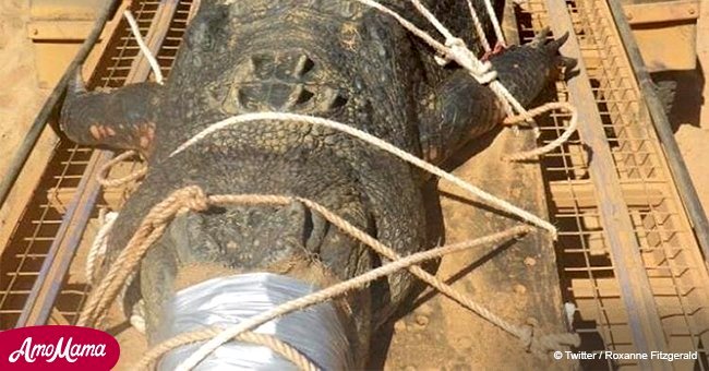 Rangers finally captured a massive 1,300-pound crocodile after a 10-year search