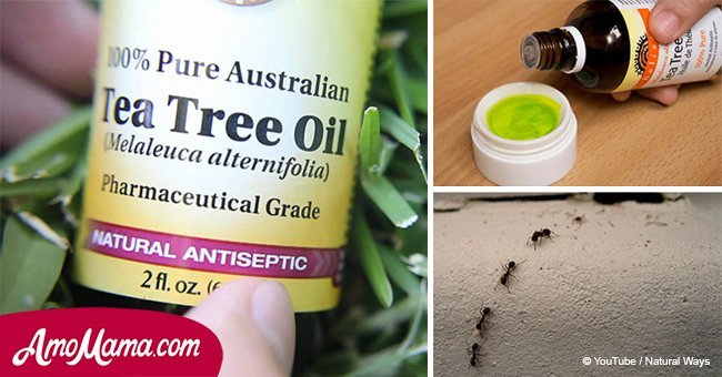 Here are seven unexpected ways to use tea tree oil