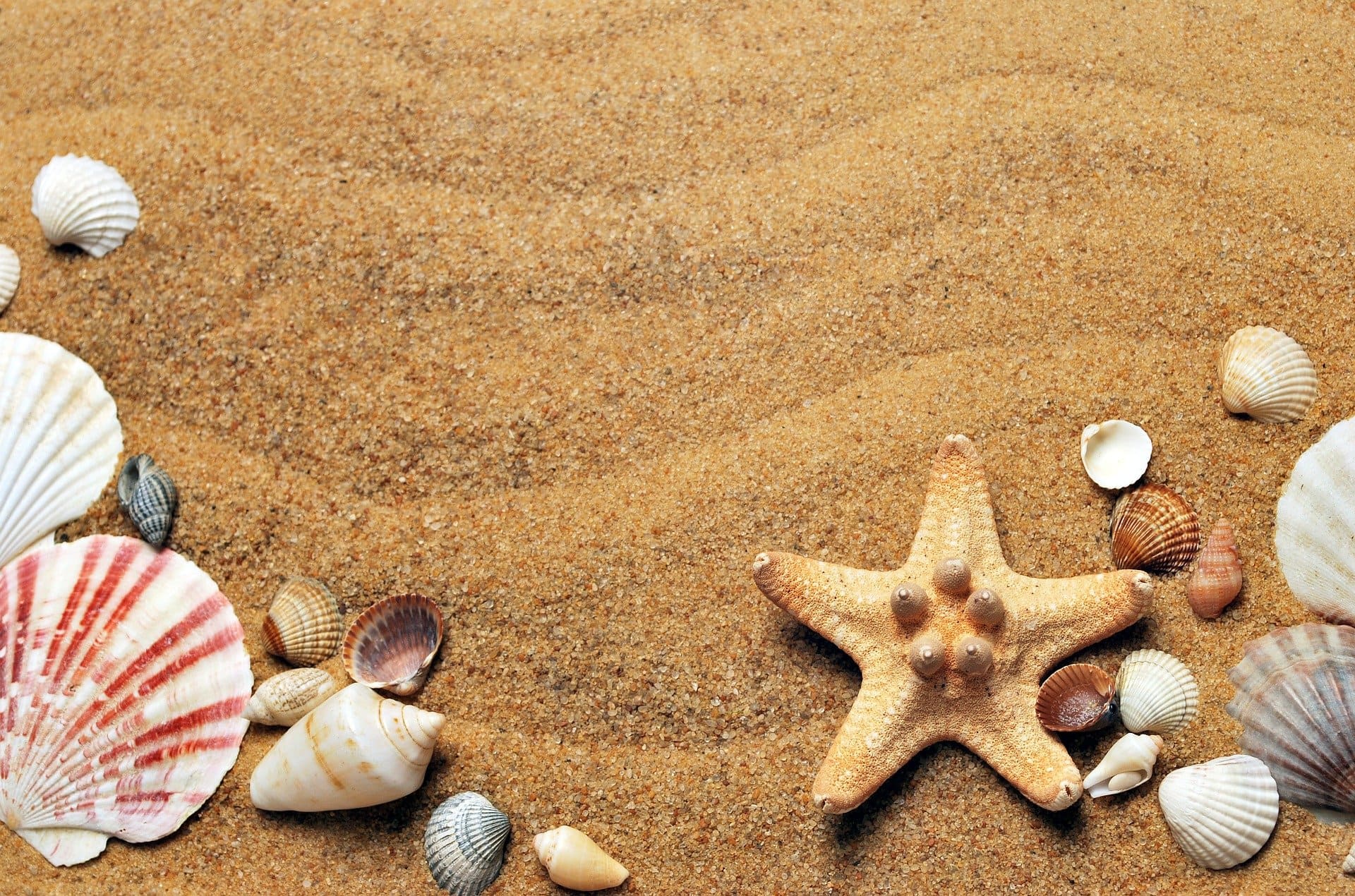 Seashells on sand | Source: Pixabay
