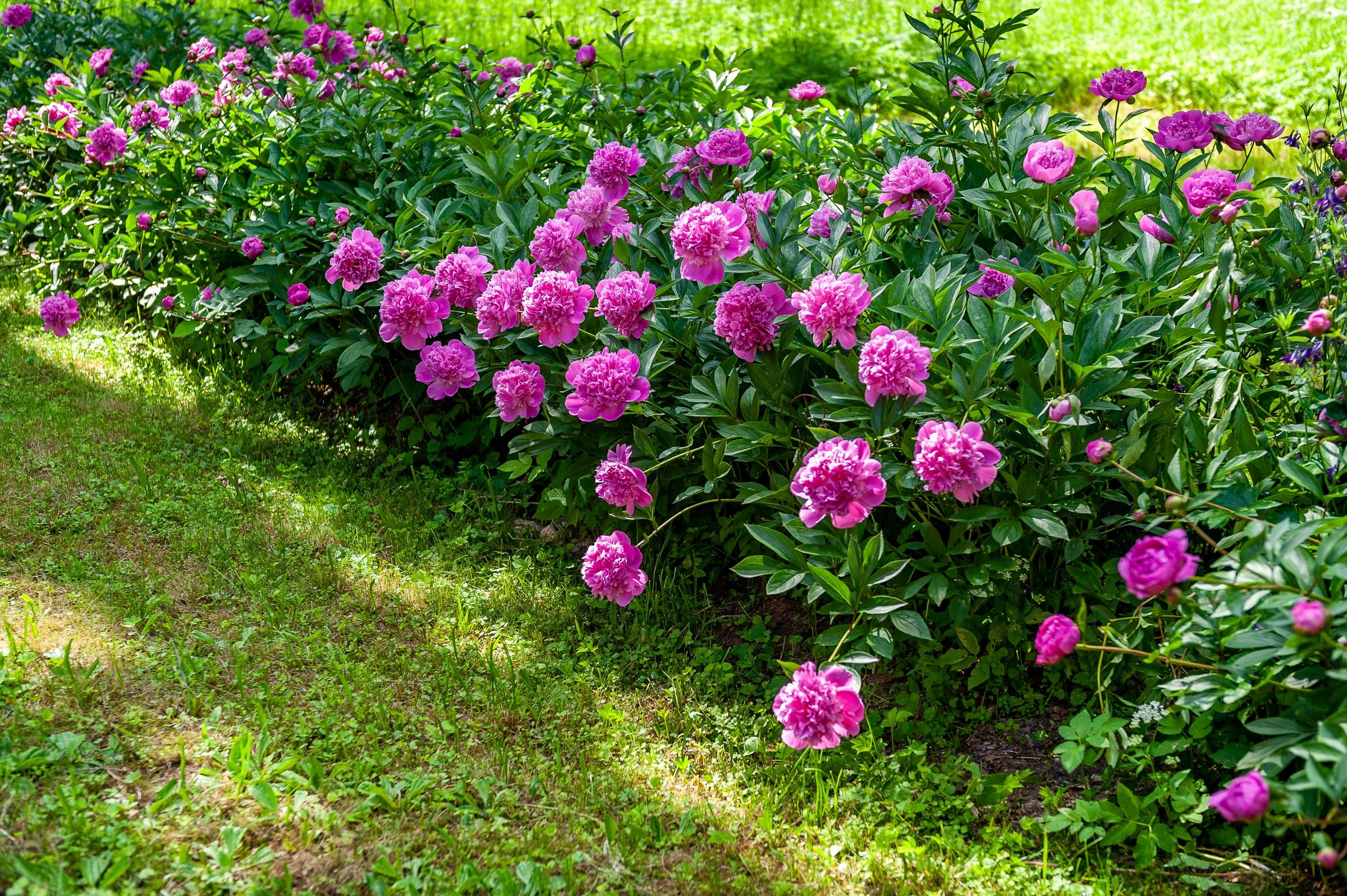 Pink peonies in the summer | Source: Shutterstock