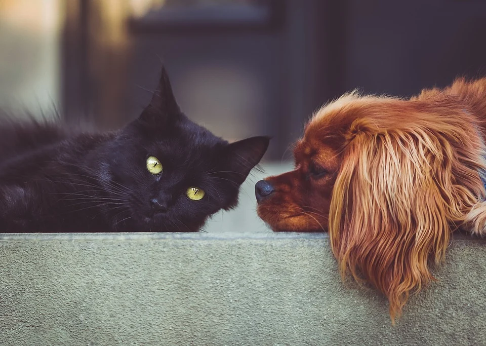 Un perro y un gato descansando juntos sobre el piso. | Foto: Pixabay