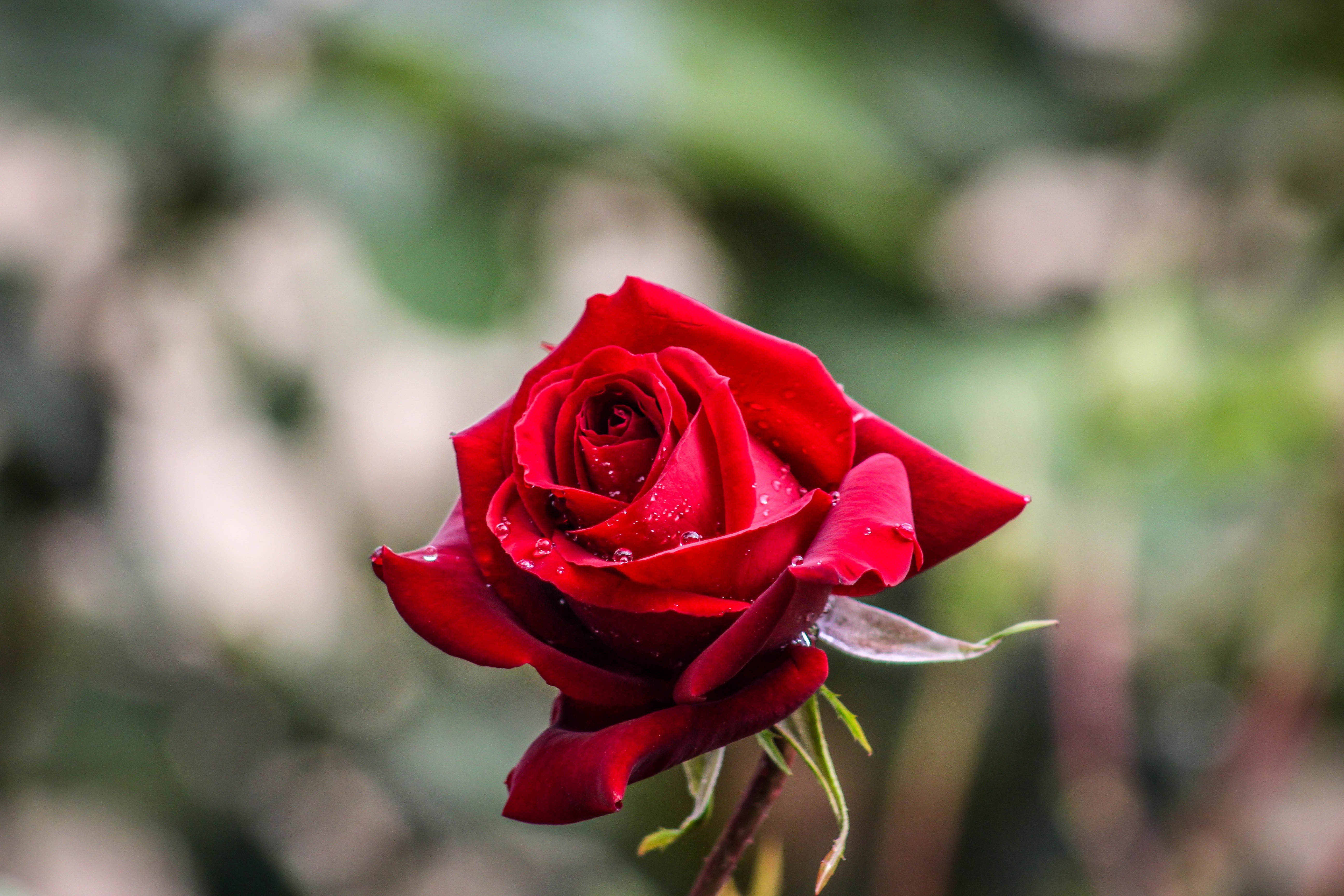Mark bought the most beautiful red rose in the shop. | Source: Pexels