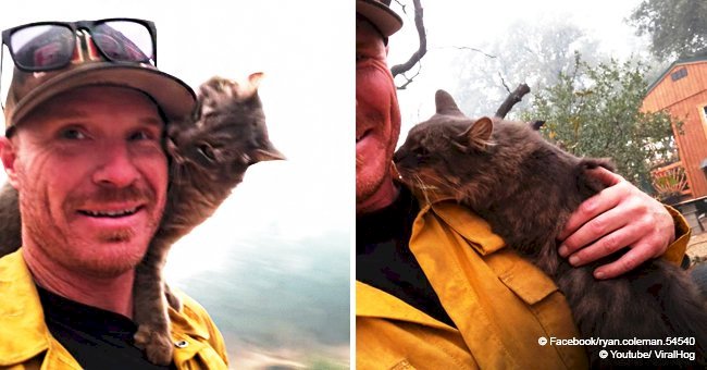 Touching video of a cat that refused to leave the firefighter who saved his life