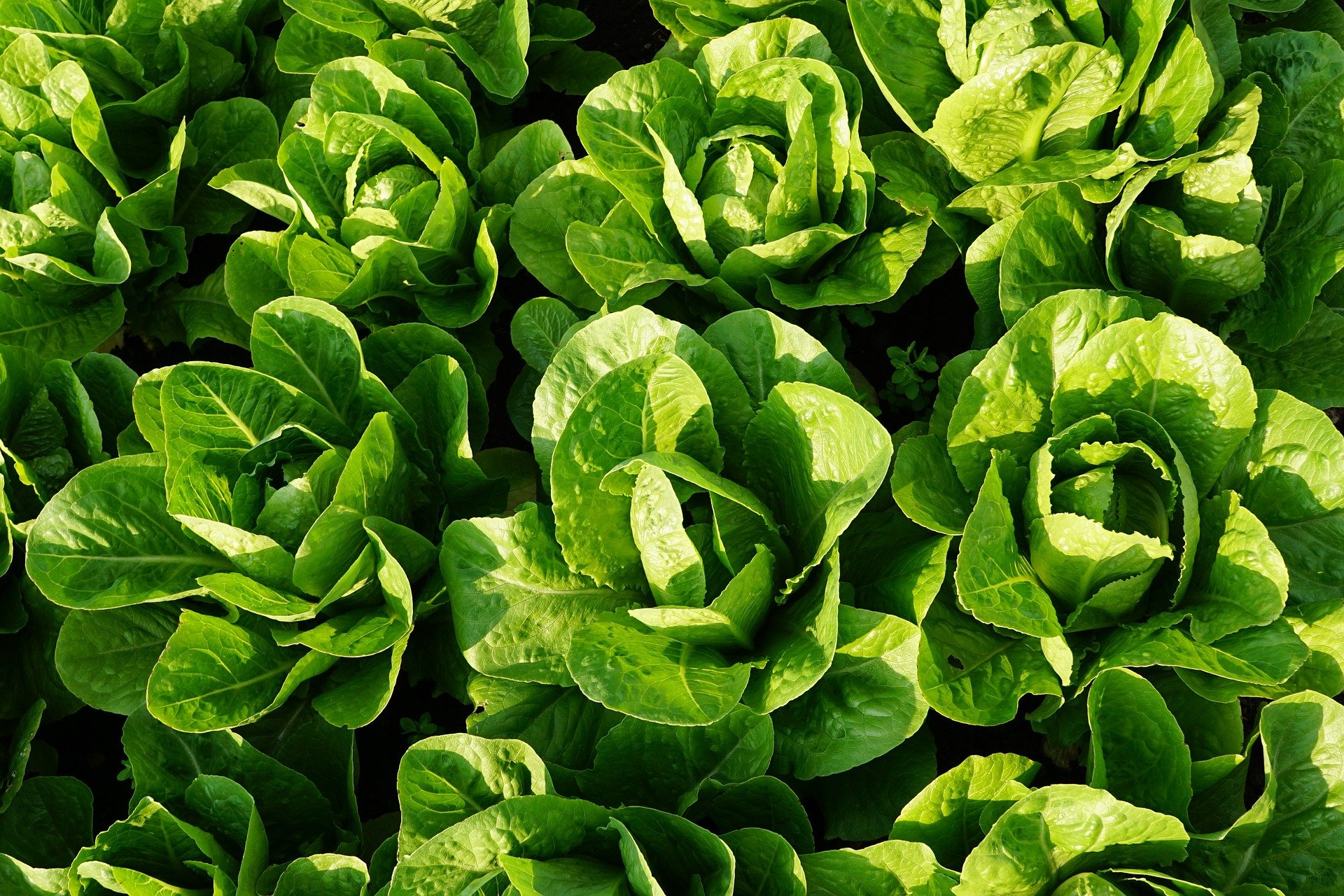 Plante de salade. | Photo : Getty Imges